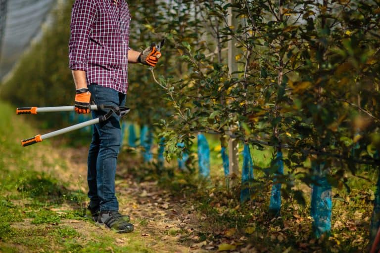 Pruning a fruit trees with long shears in the orchard, Can You Kill A Fruit Tree By Over Pruning?