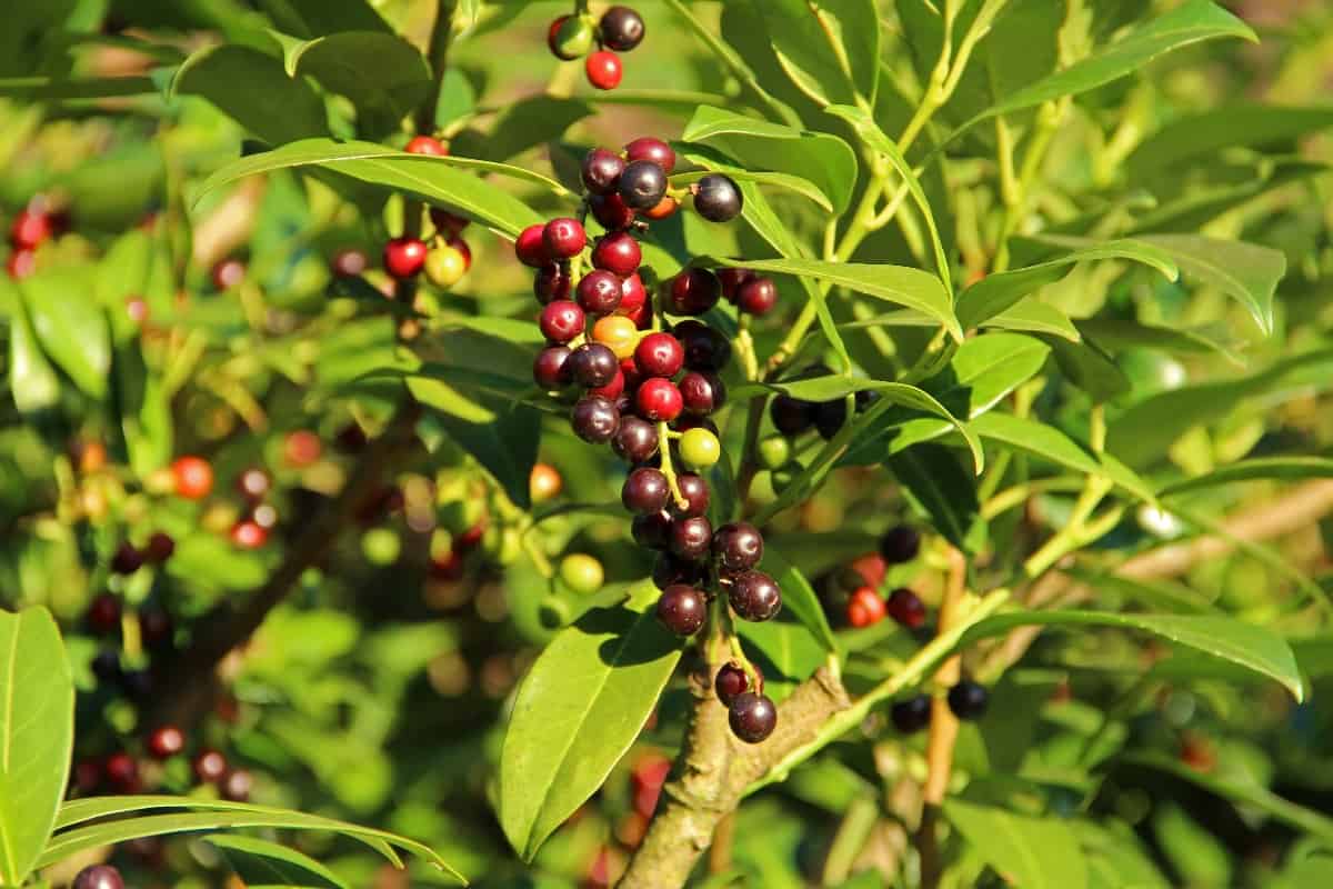 Prunus laurocerasus - cherry laurel shrub, ripening fruits on branches