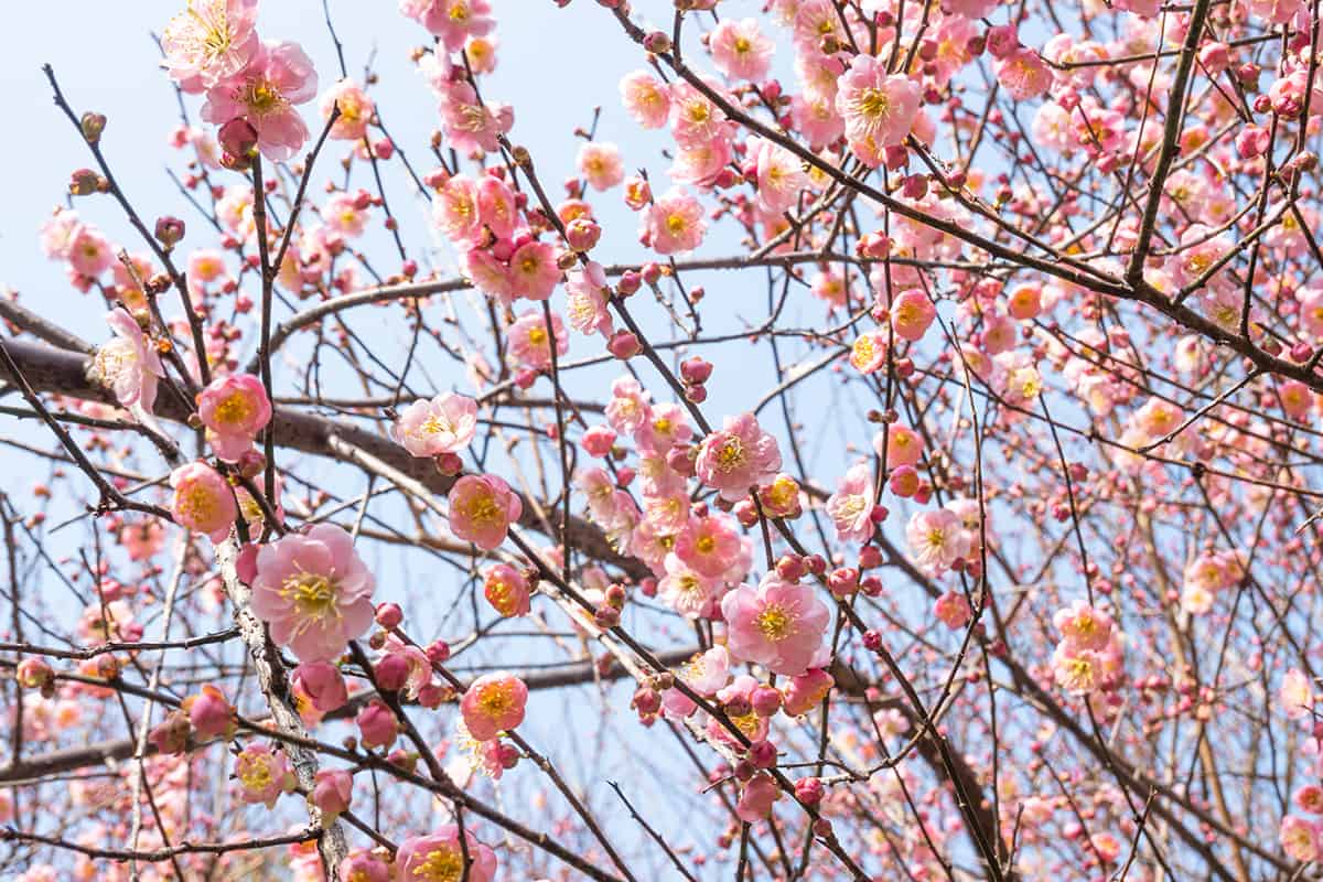 Prunus mume blooming in winter