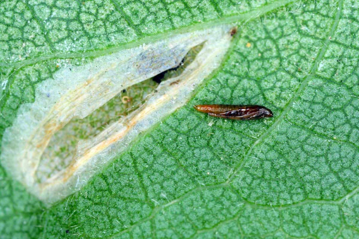 Pupa of the spotted tentiform leafminer (Phyllonorycter blancardella) in feeding place of caterpillar on apple leaf. It is a moth of the family Gracillariidae.