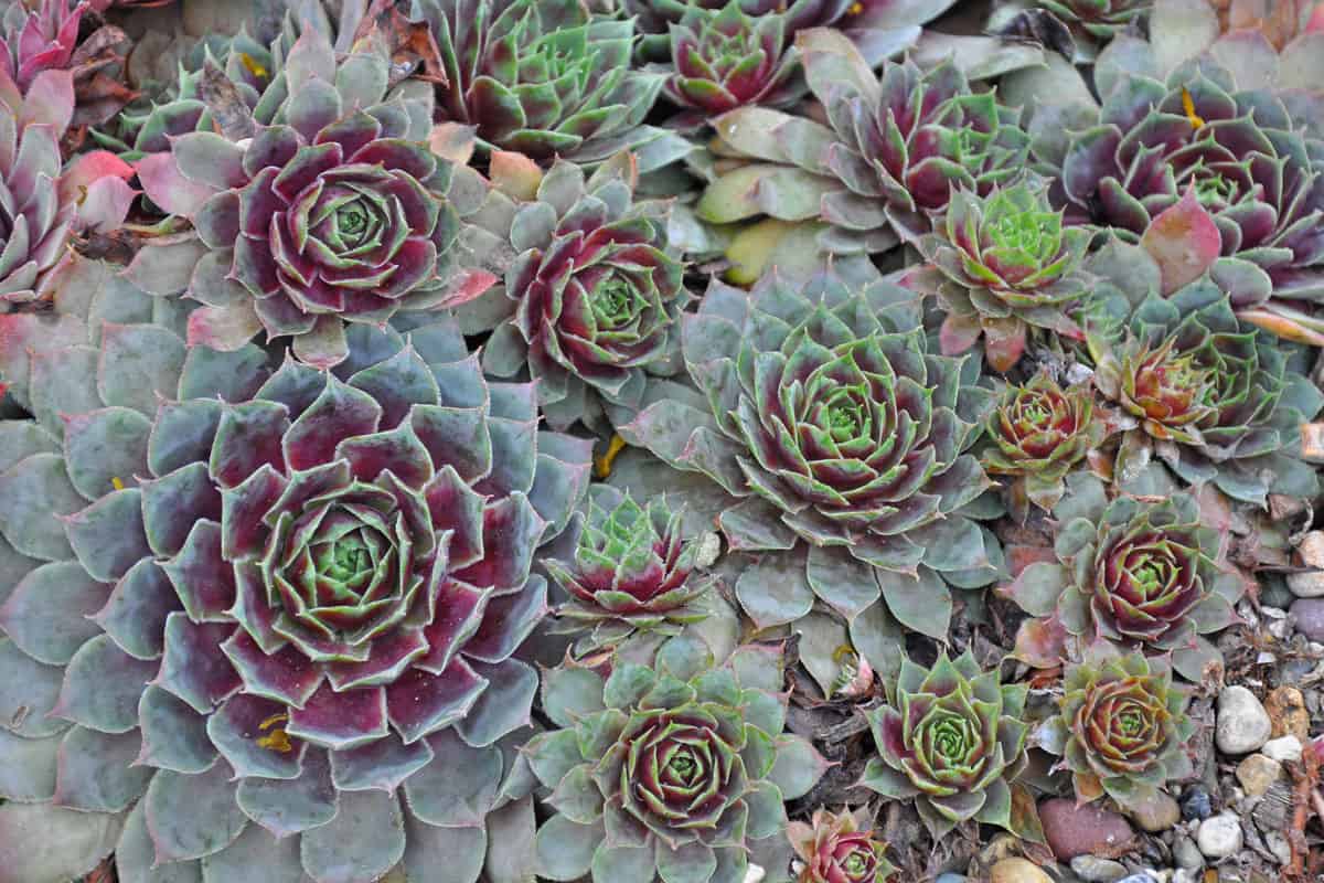Purple and green hens and chicks plants
