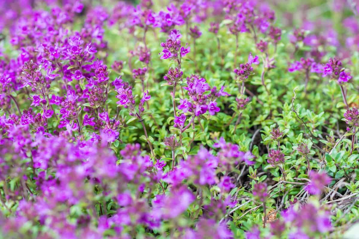 Purple blooming thyme