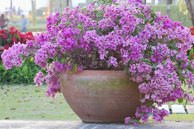 Purple bougainvillea in a pot and a flowers in the garden, Tropical Plants Suitable For Pots In Full Sun [11 Ideas To Make Your Landscaping Pop]