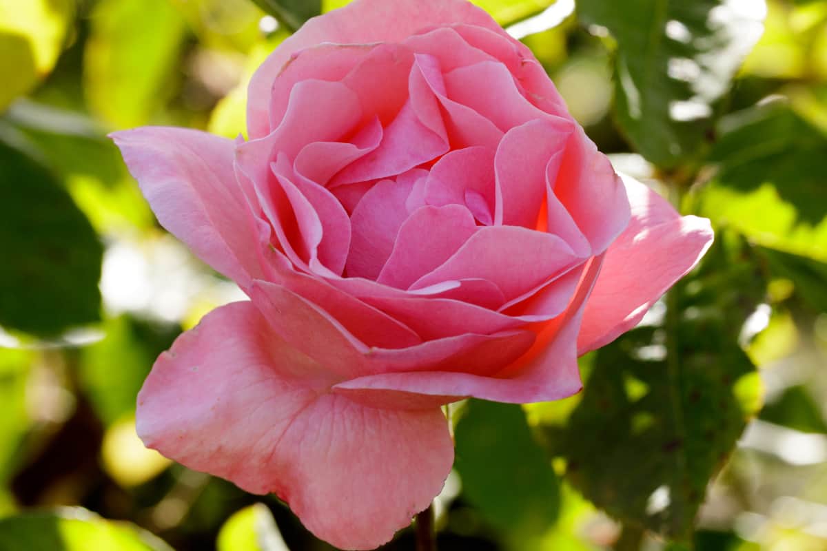 'Queen Elizabeth' Grandiflora Rose