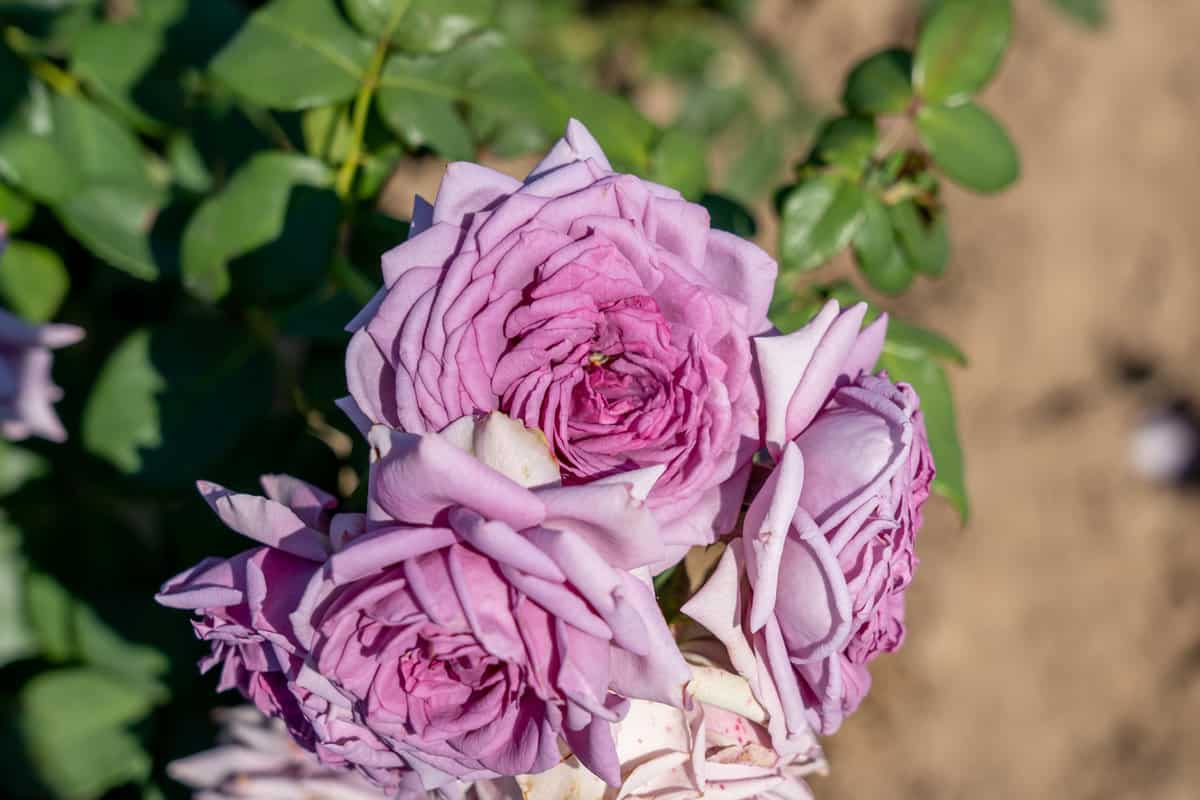 'Quick Silver' Rose flowers in field, Ontario, Canada. Scientific name: Rosa Quick Silver