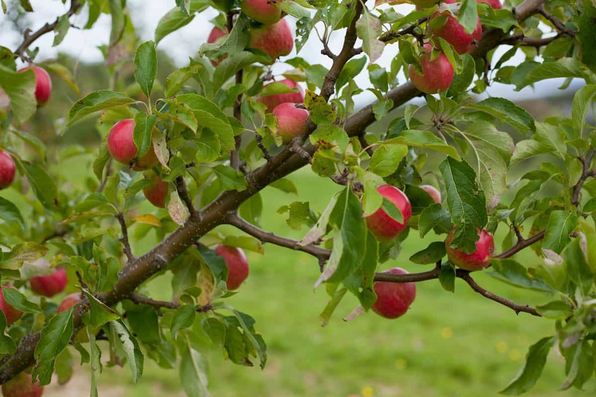 Red Falstaff - delicious apple trees in the orchard with ripe red fruit