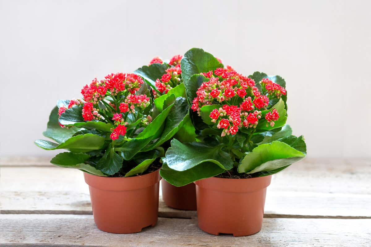 Red Kalanchoe flowers on a wooden background.