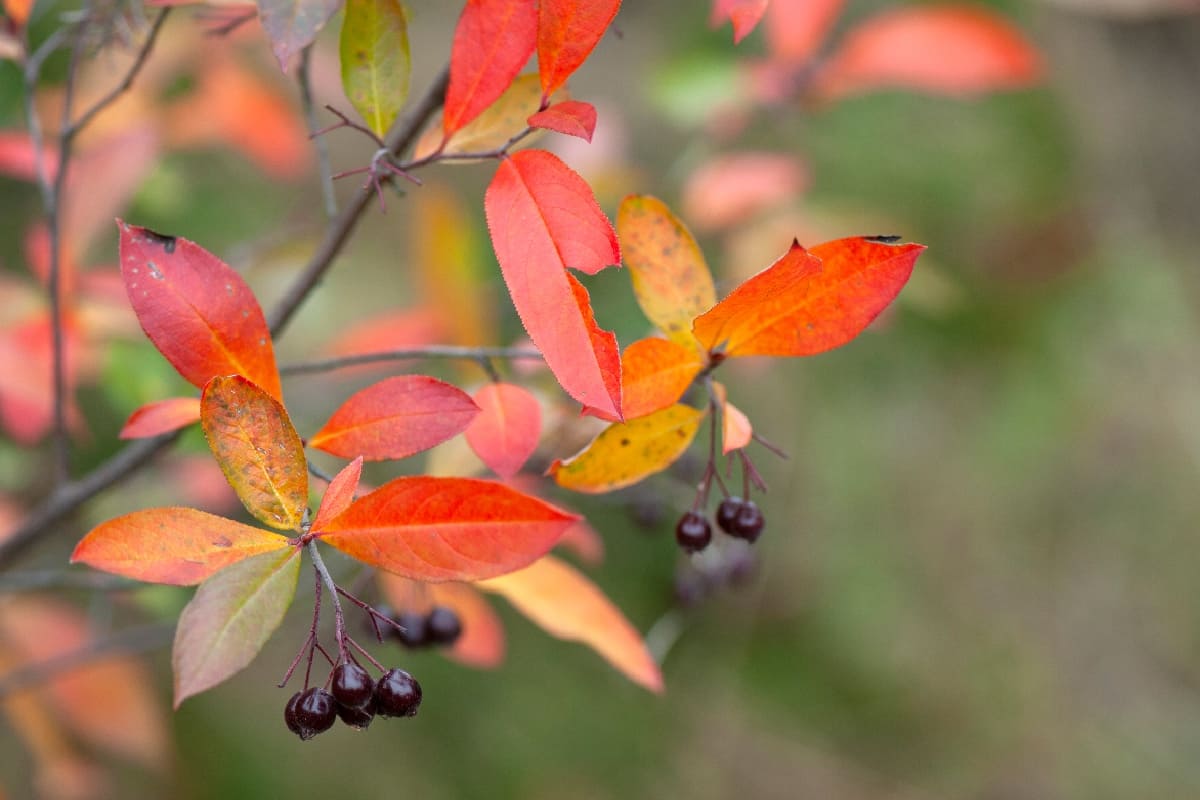 Red chokeberry (Aronia arbutifolia) in autumn with ripening fruits and colorful leaves, 12 Fruit Trees With Red Leaves