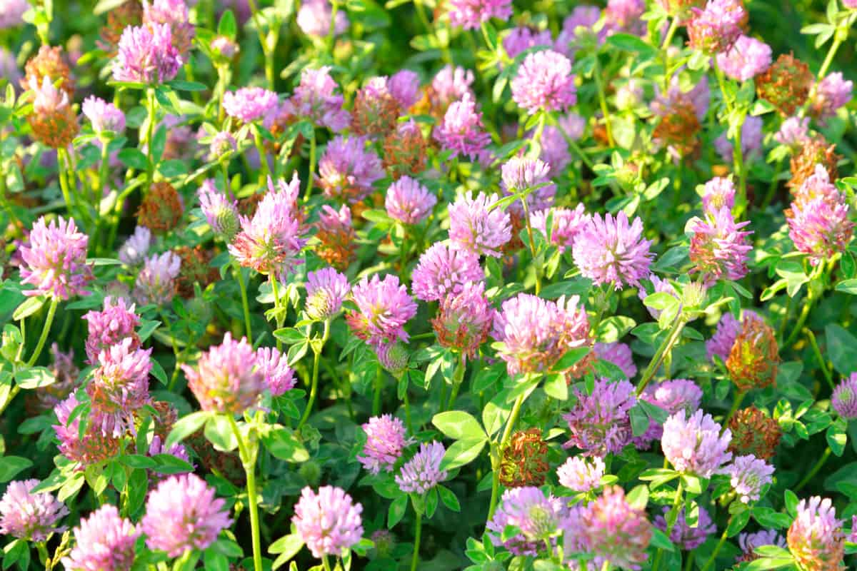 Red clover close up.