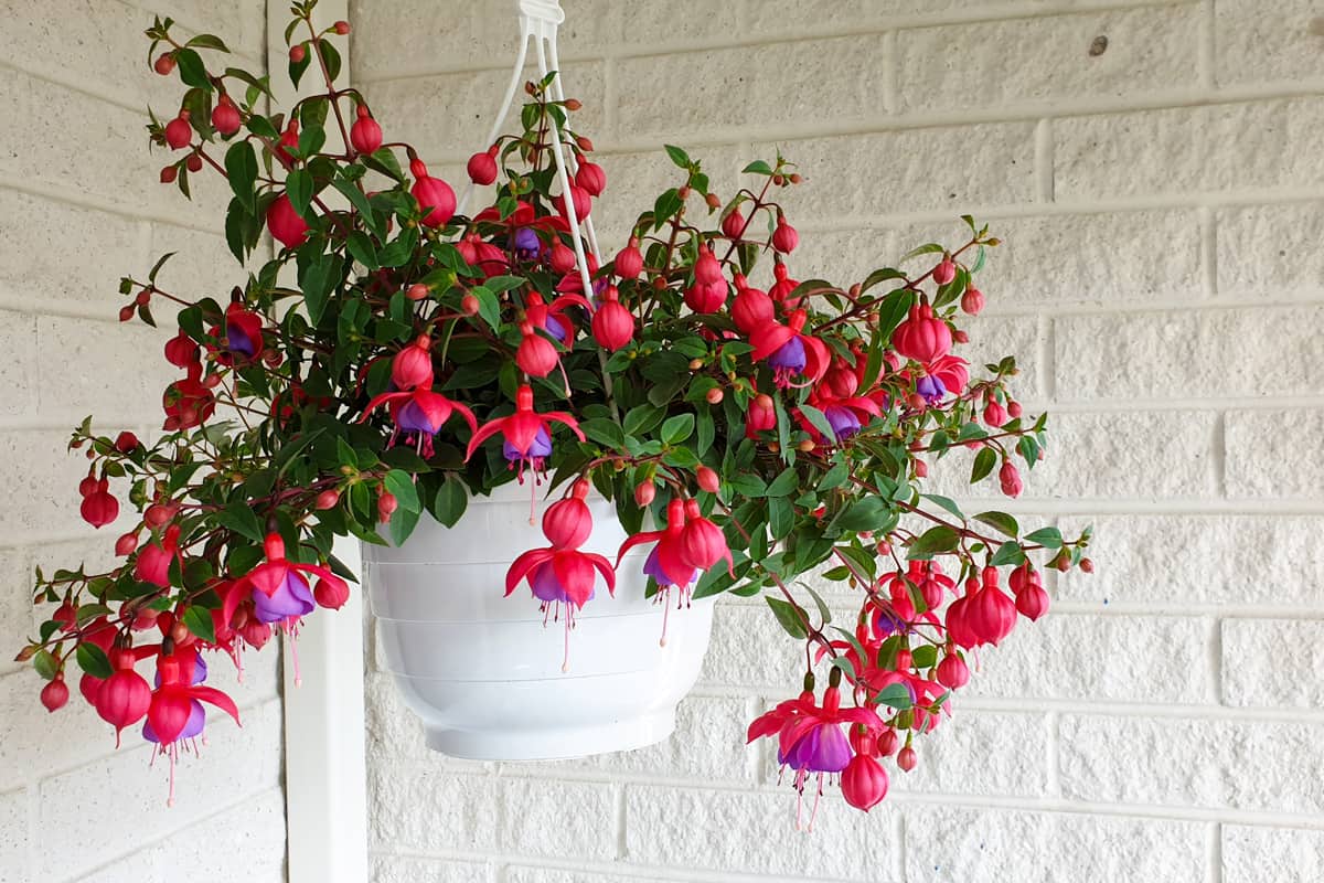 Red flowering Fuchsia in a hanging pot