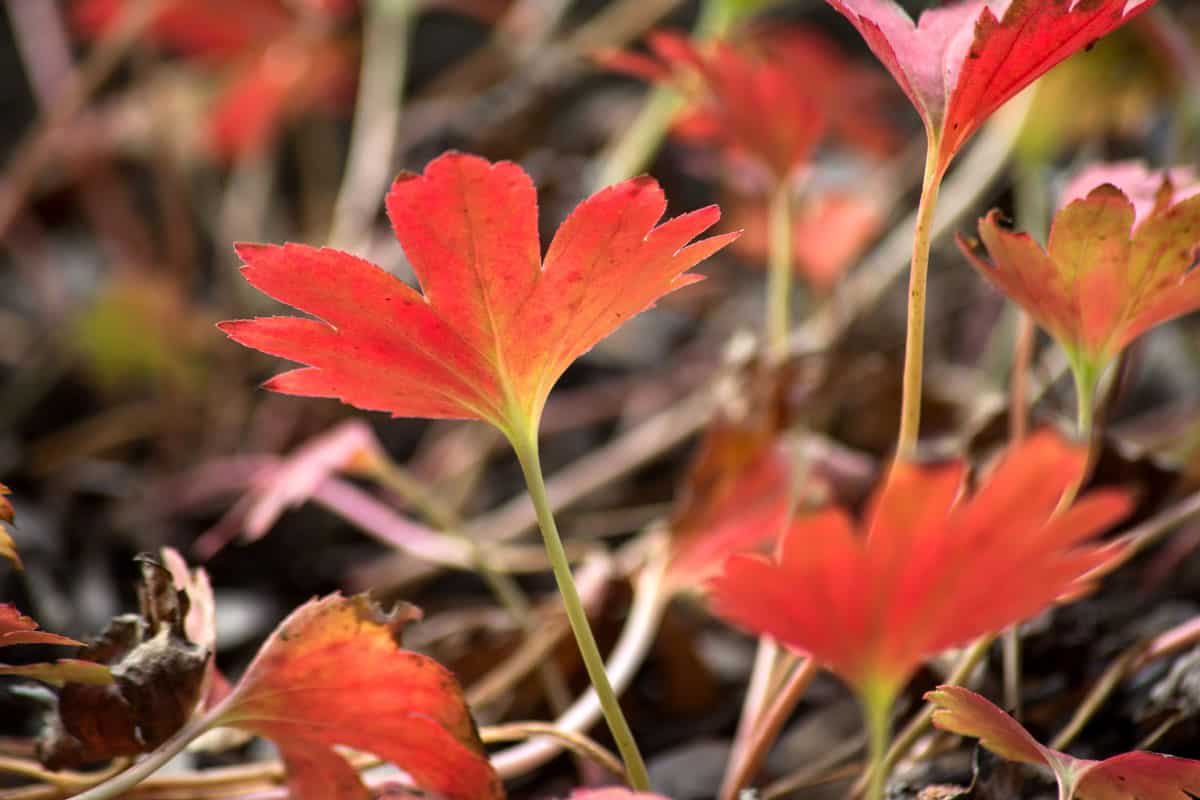 Red leaves of mukdenia plant in a public garden