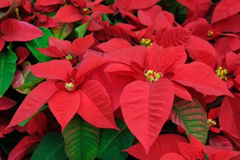 Red poinsettia flowers closeup - How To Overwinter Poinsettias