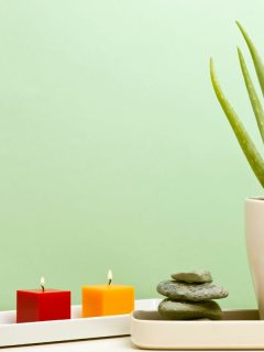 Grassy flowerbox and potted aloe vera plant on table against light wall, empty space. - Where To Place Aloe Vera Plant In Feng Shui?