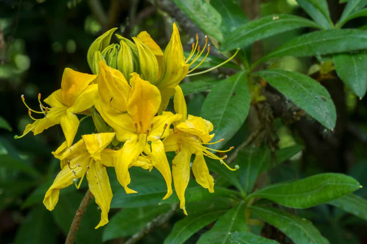 Rhododendron Marlies Knap Hill-Exbury azalea, close up of yellow flowers in spring