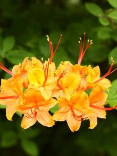 Rhododendron calendulaceum, the flame azalea, is a deciduous shrub. All parts of this plant are poisonous to humans. Blooming in a danish garden, Denmark. - 11 Best Azaleas For Zone 5