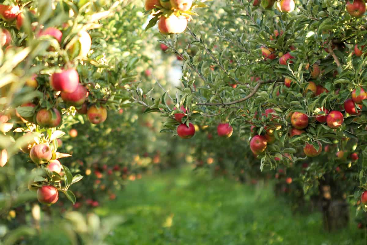 Ripe Apples in Orchard ready for harvesting 
