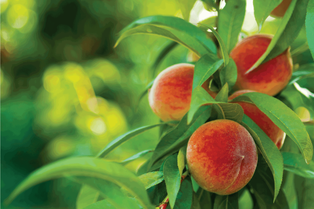 Ripe Peaches on Tree.