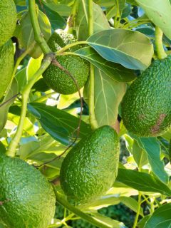 Bunch of fresh avocados. - How To Fix Root Rot In Avocado Tree?