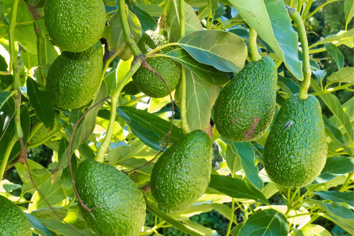 Ripe avocado fruits growing on tree as crop — Photo