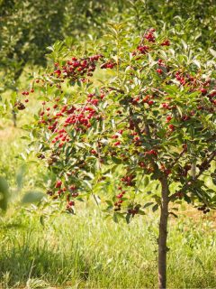 Cherries on the tree just before harvest - Are Cherry Trees Messy? [Deciding If You Should Plant One In Your Yard]