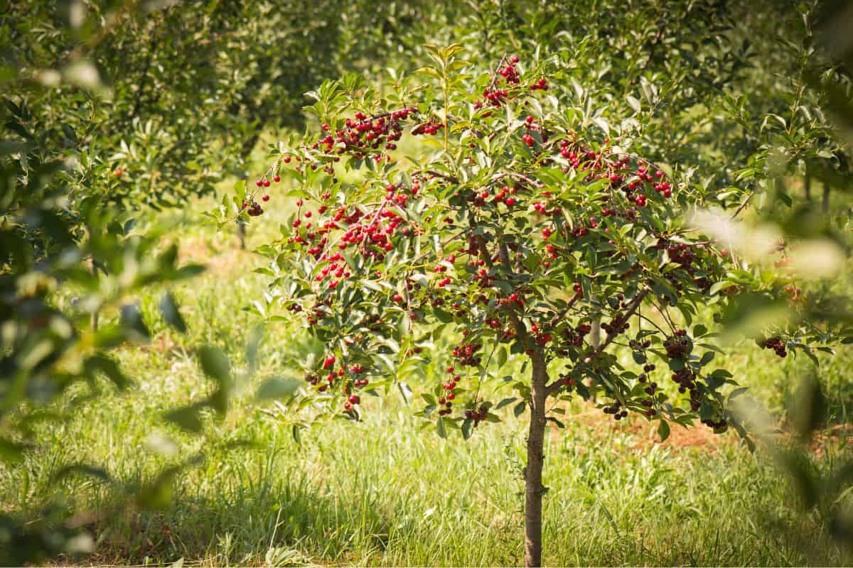 Ripe cherry orchard fields
