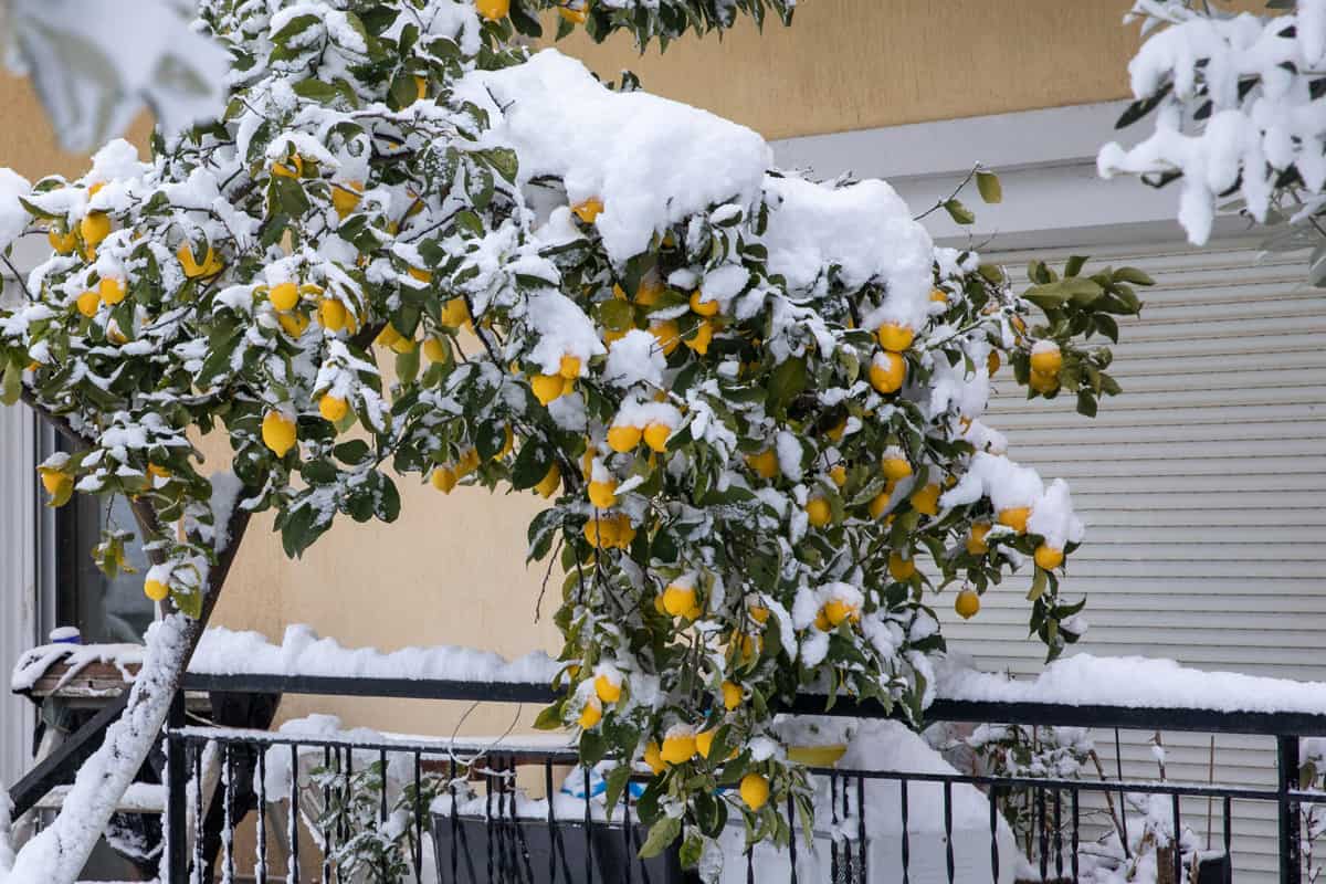 Ripe lemons on the tree branches covered with snow