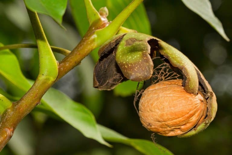 Ripe nut of a Walnut tree, nut, husk and leaves, Can You Grow A Walnut Tree From A Walnut?