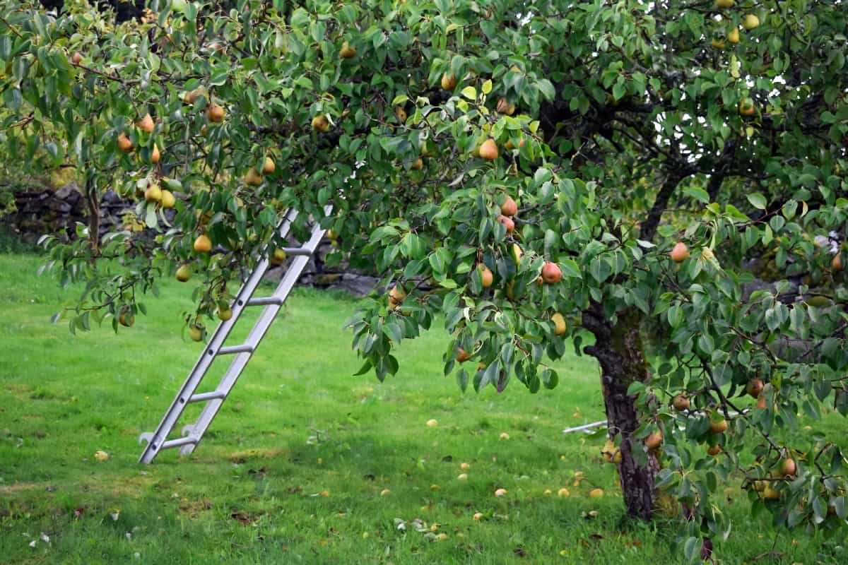 Ripe pears hang on a tree
