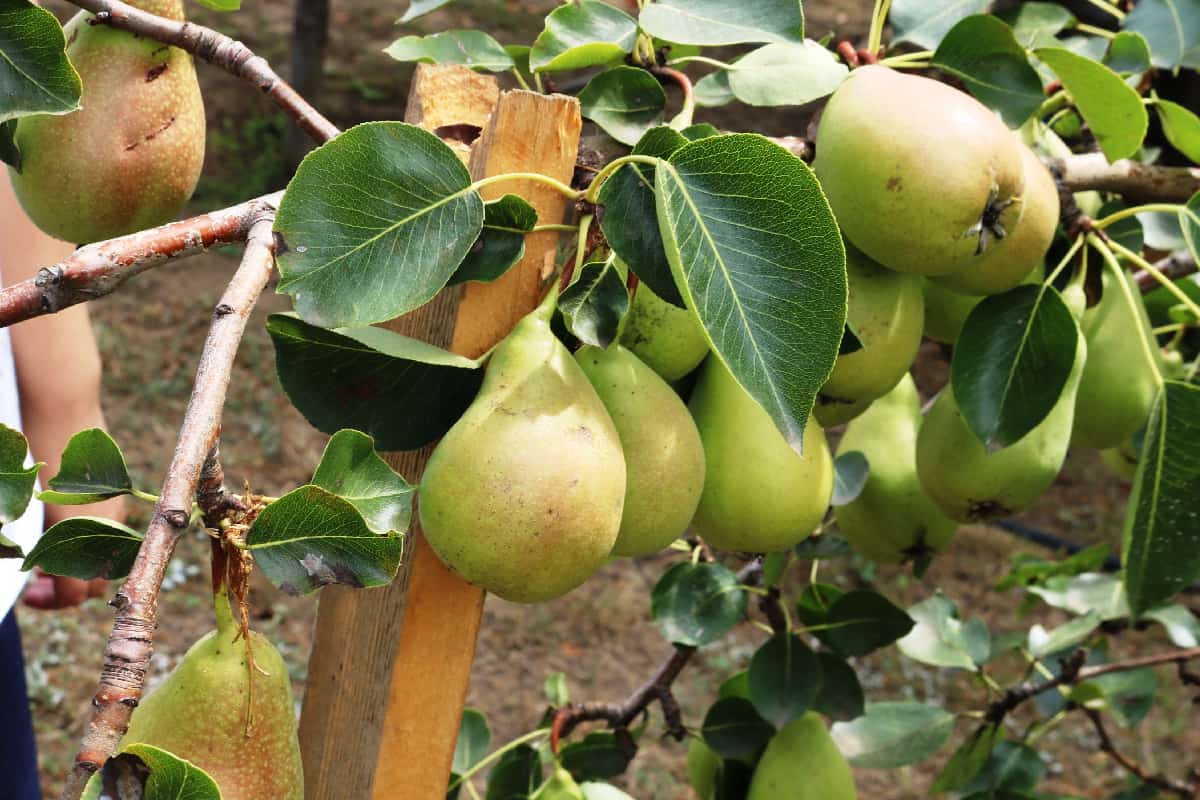 Ripe pears on a tree branch in a summer garden