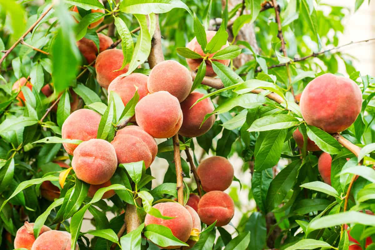 Ripe sweet peach fruits grow on a peach tree branch in the garden