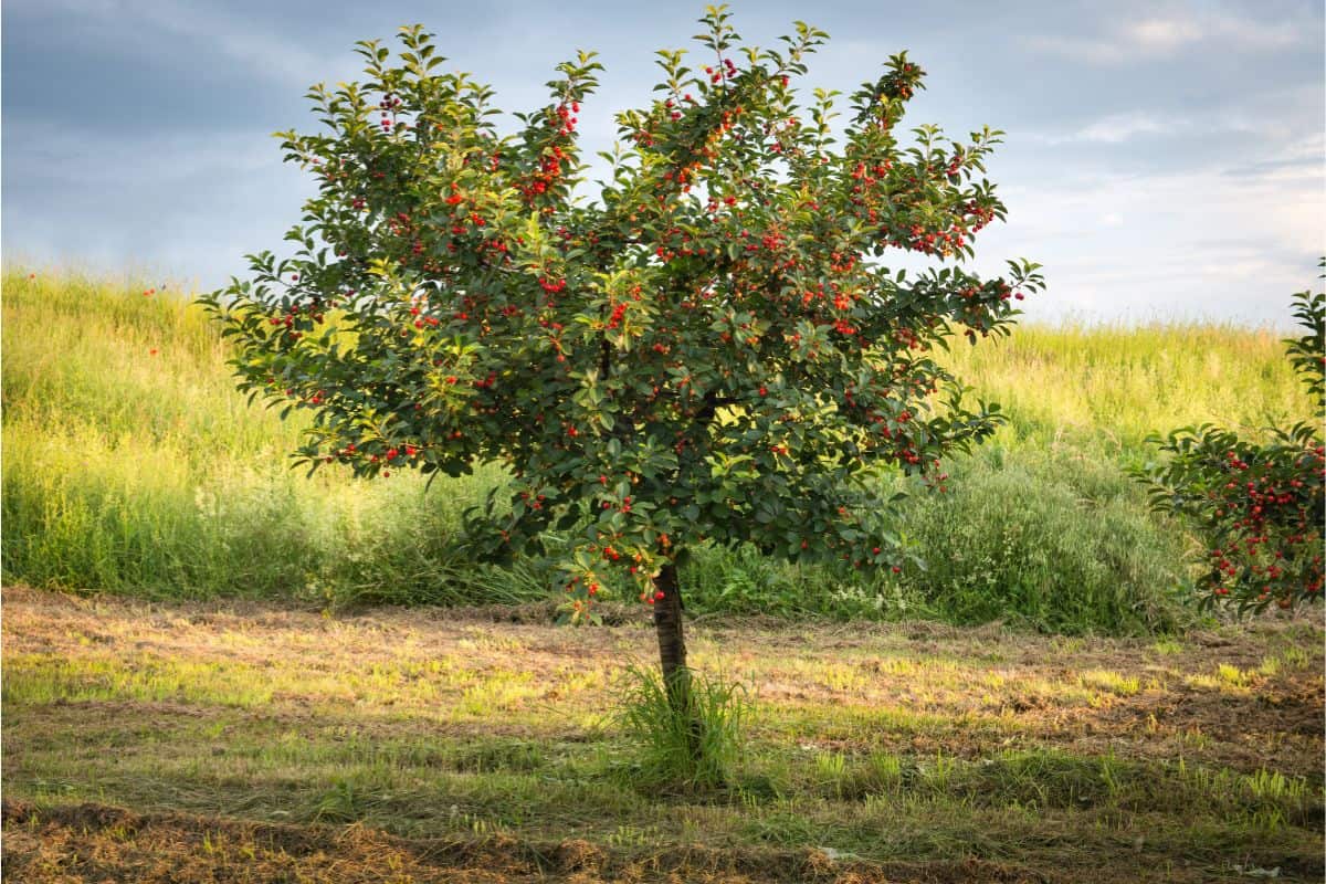 Ripening cherries on orchard tree
