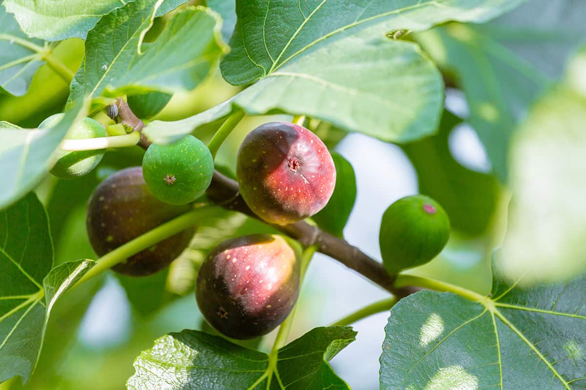 Ripening fig tree fruit