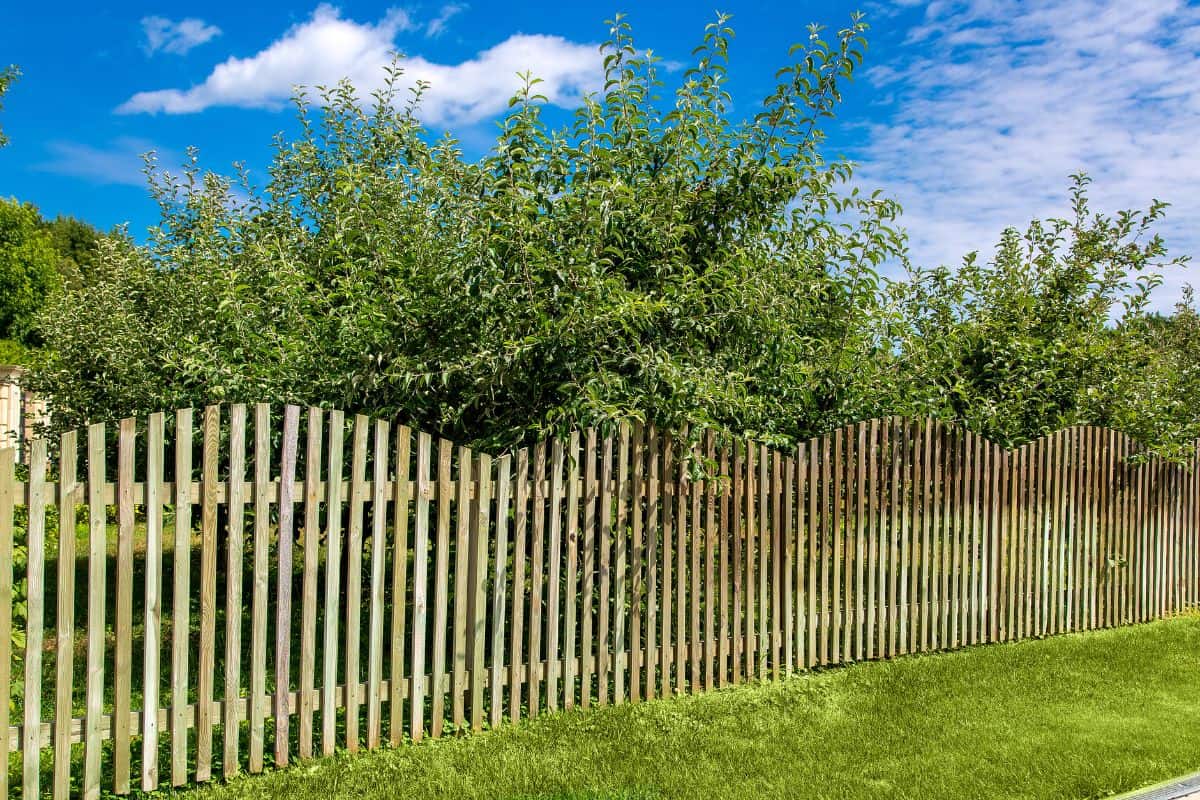 Roadside with a wooden fence of planks enclosing an apple orchard with fruit trees on a sunny summer day, eco friendly background. — Photo