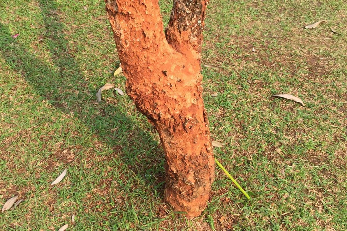 Root rot disease is caused by the fungus Phytophthora capsici.