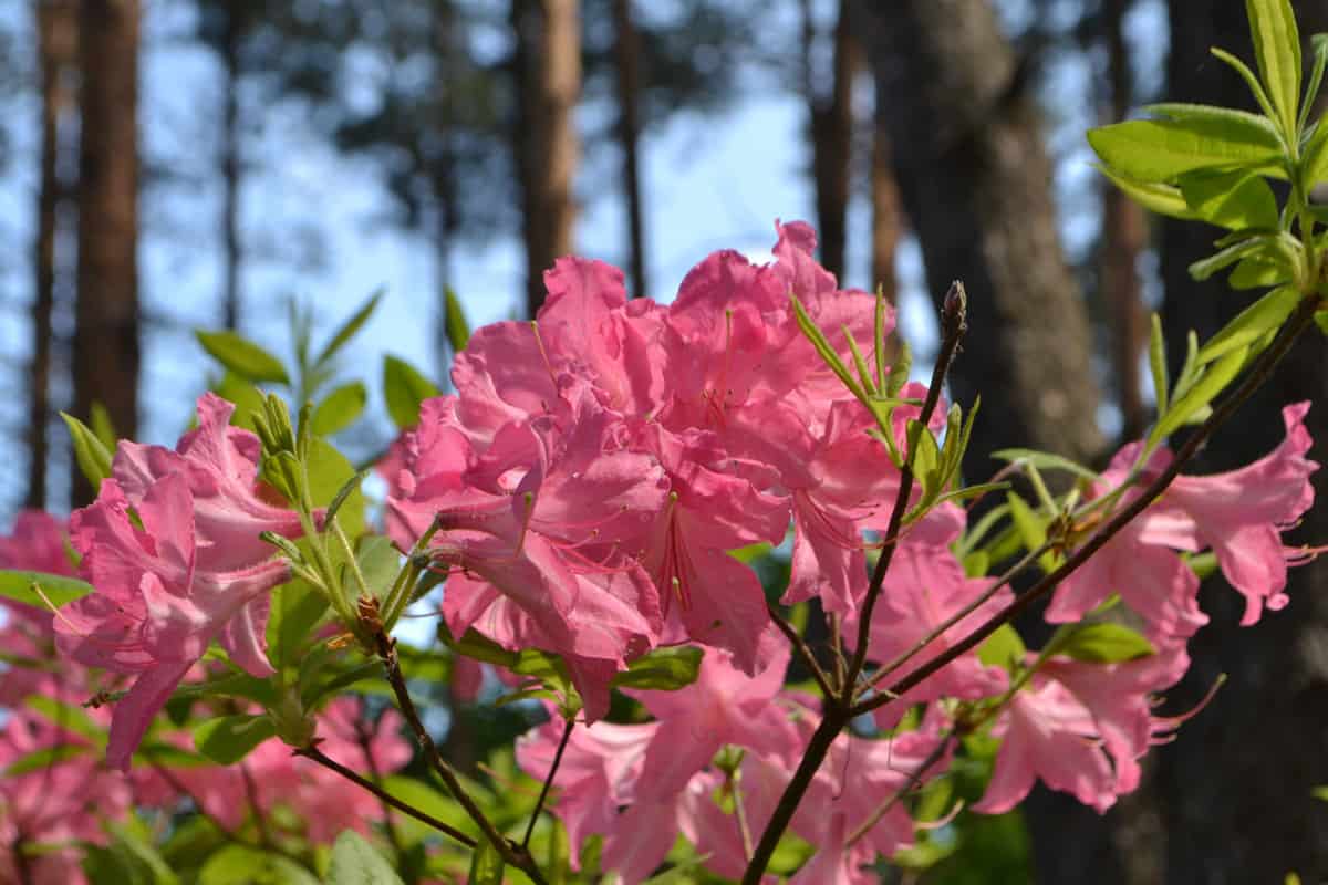 Roseshell Azalea (Rhododendron prinophyllum) flowers