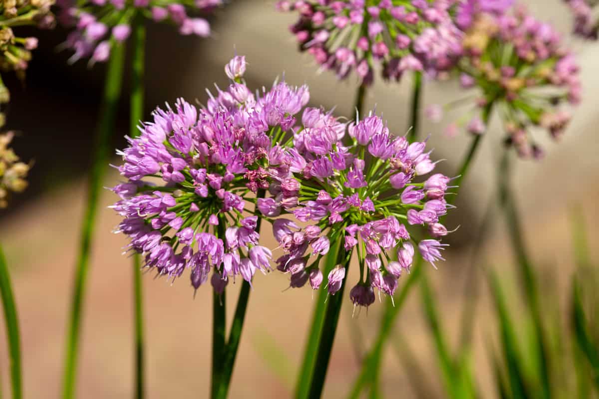 Rounded heads of Allium flowers in a garden in South Windsor, Connecticut.