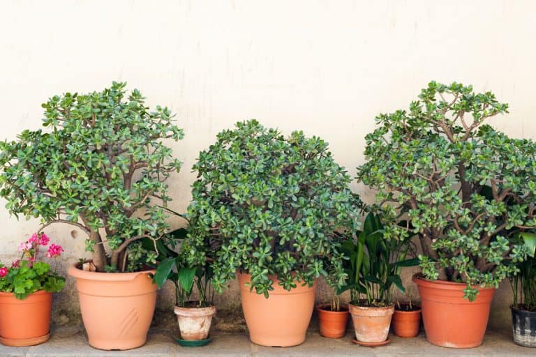 Row of pots with crassula and red geranium flowers on a yellow wall, 15 Fruit Trees You Can Grow In Pots at Home