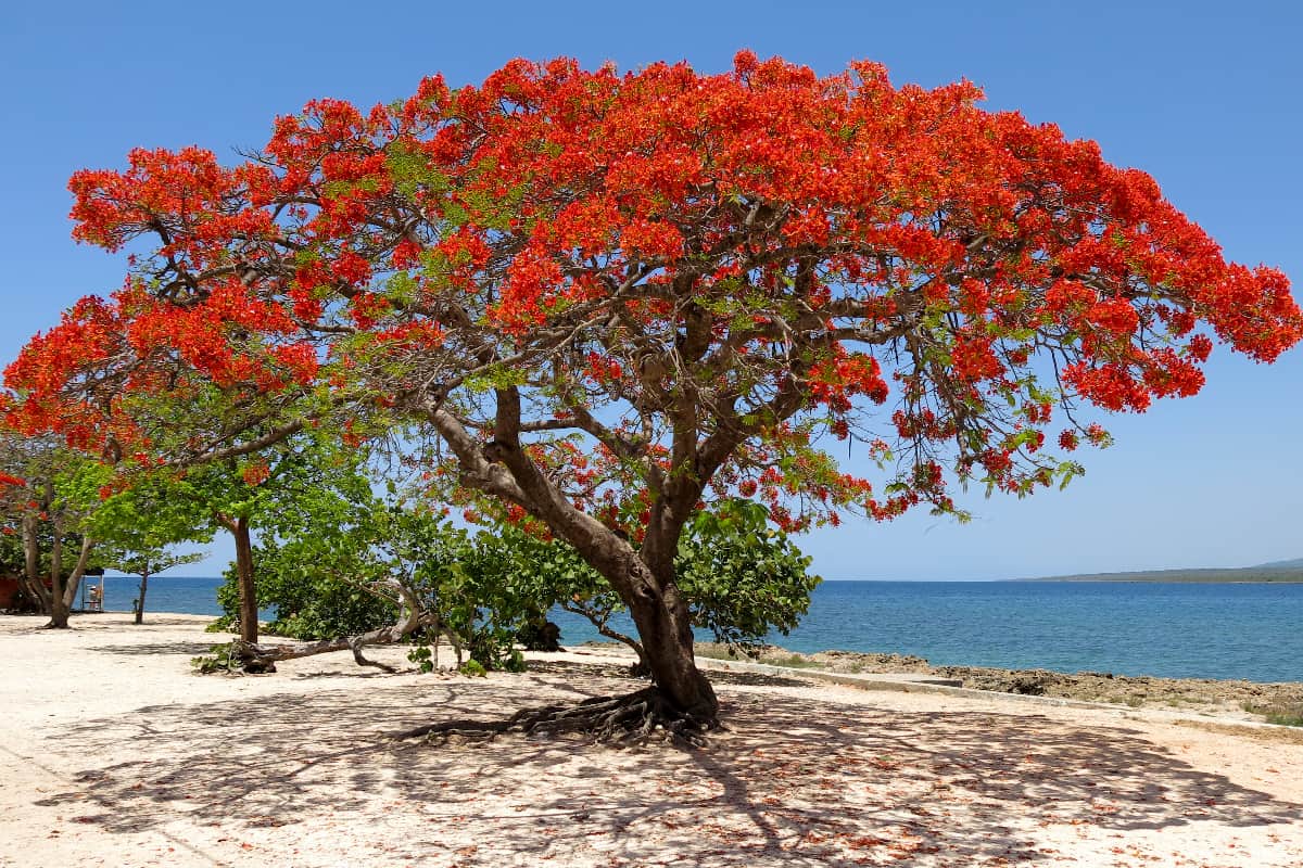 Royal poinciana and the sea in Cuba