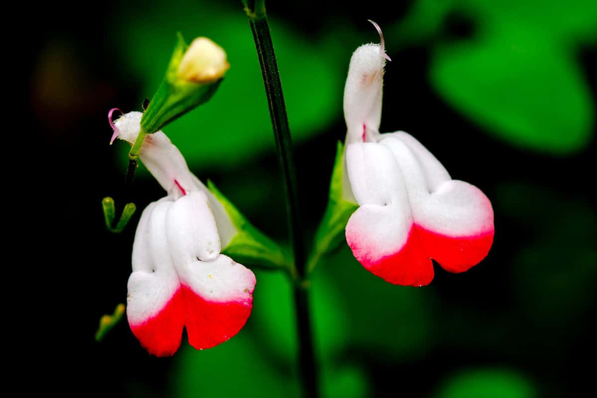 Salvia microphylla - Hot Lips flower plant in bloom on dark