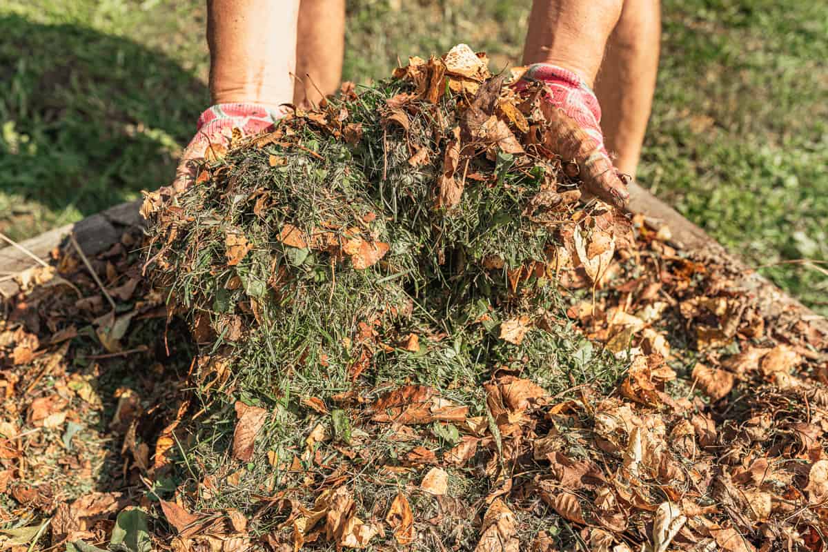 Scooping a handful of shredded mulch in a box planter