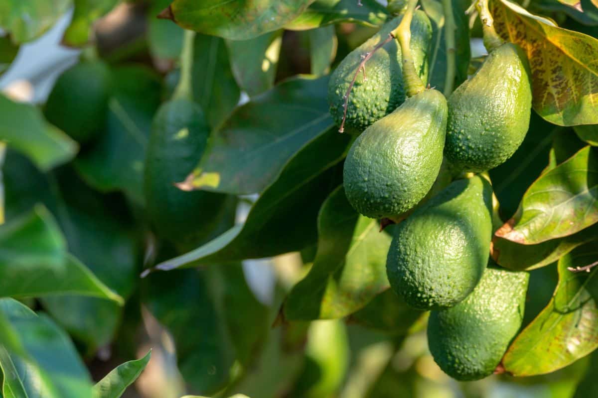 Seasonal harvest of green orgaic avocado, tropical green avocadoes riping on big tree close up — Photo