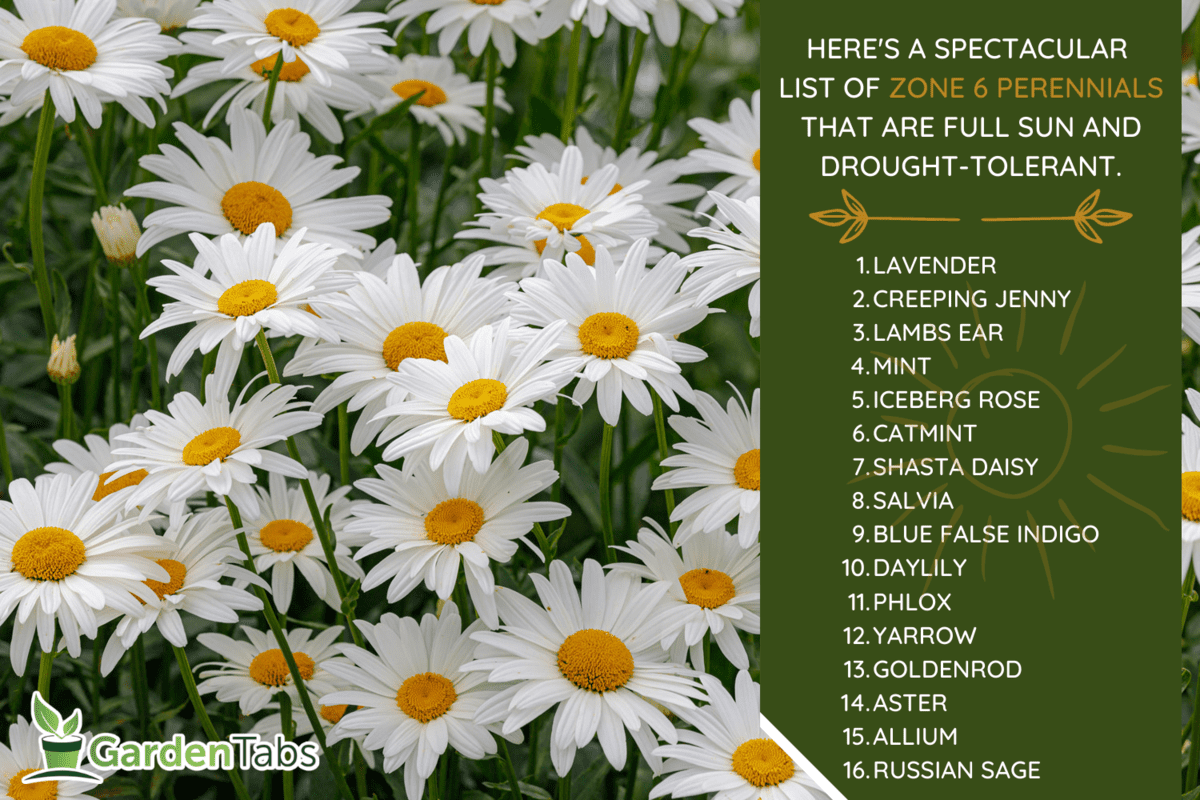 Selective focus of white flowers Leucanthemum maximum in the garden, Shasta daisy is a commonly grown flowering herbaceous perennial plant with the classic daisy appearance, Nature floral background. - 16 Zone 6 Perennials That Are Full Sun And Drought Tolerant