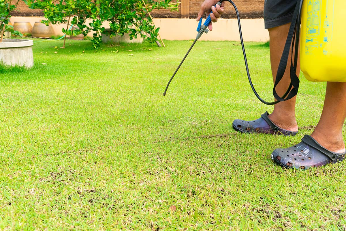 Senior gardener spray herbicides to kill weed in green lawn in garden