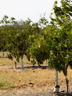 A small avocado trees in the field, Do Coffee Grounds Help Avocado Trees? [And How To]