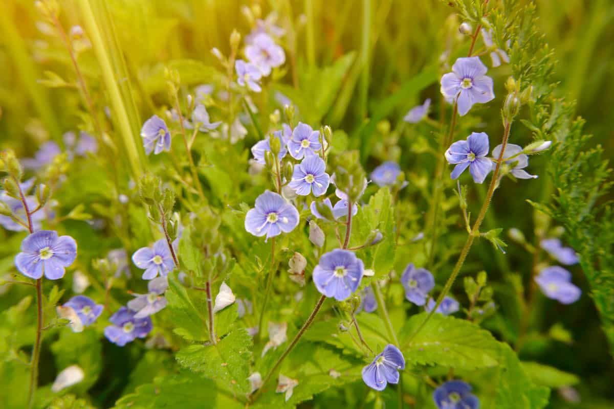 Small blue flowers of spring or summer primrose Veronica hamedori germander speedwell, veronica bird's eye, cat's eyes
