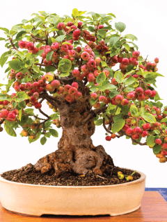 Small-bonsai-tree-taken-from-an-apple-tree-with-white-background.-What-Size-Pots-For-Fruit-Trees