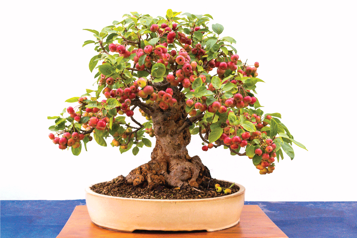 Small bonsai tree taken from an apple tree with white background. What Size Pots For Fruit Trees