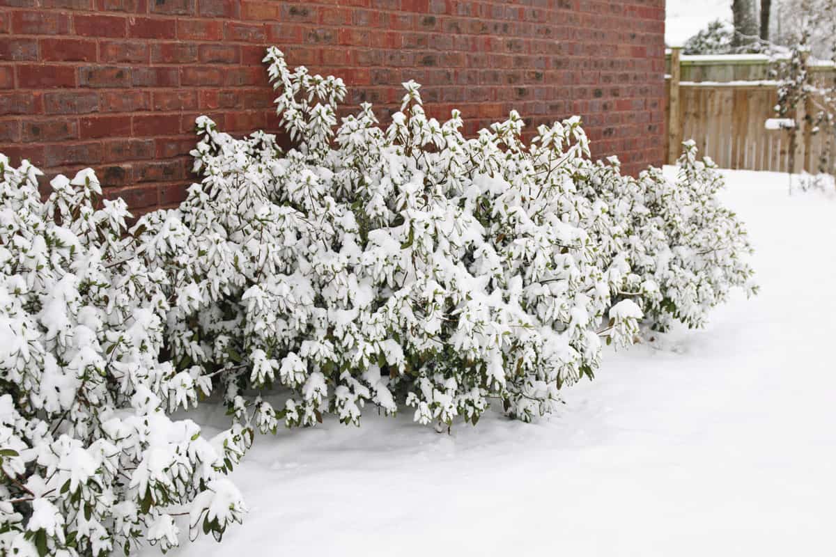 Snow covered Azalea bushes next to a brick house in winter