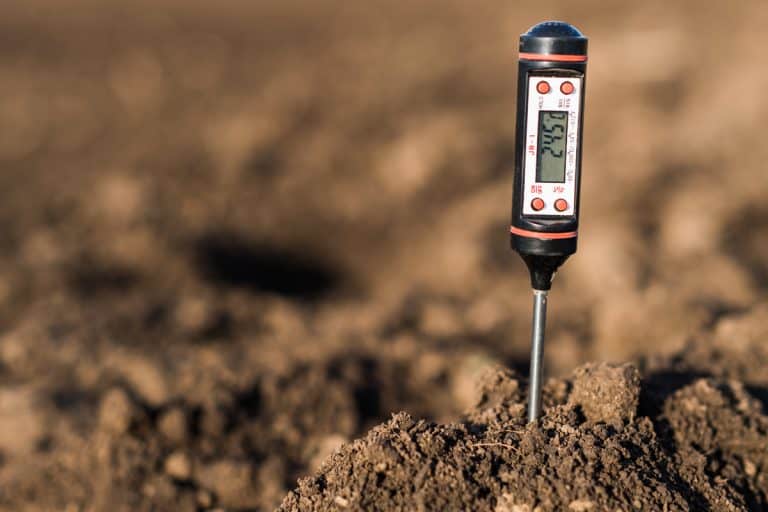 Soil meter for measured PH, temperature and moisture at field, 7 Perennials That Thrive In Acidic Soil