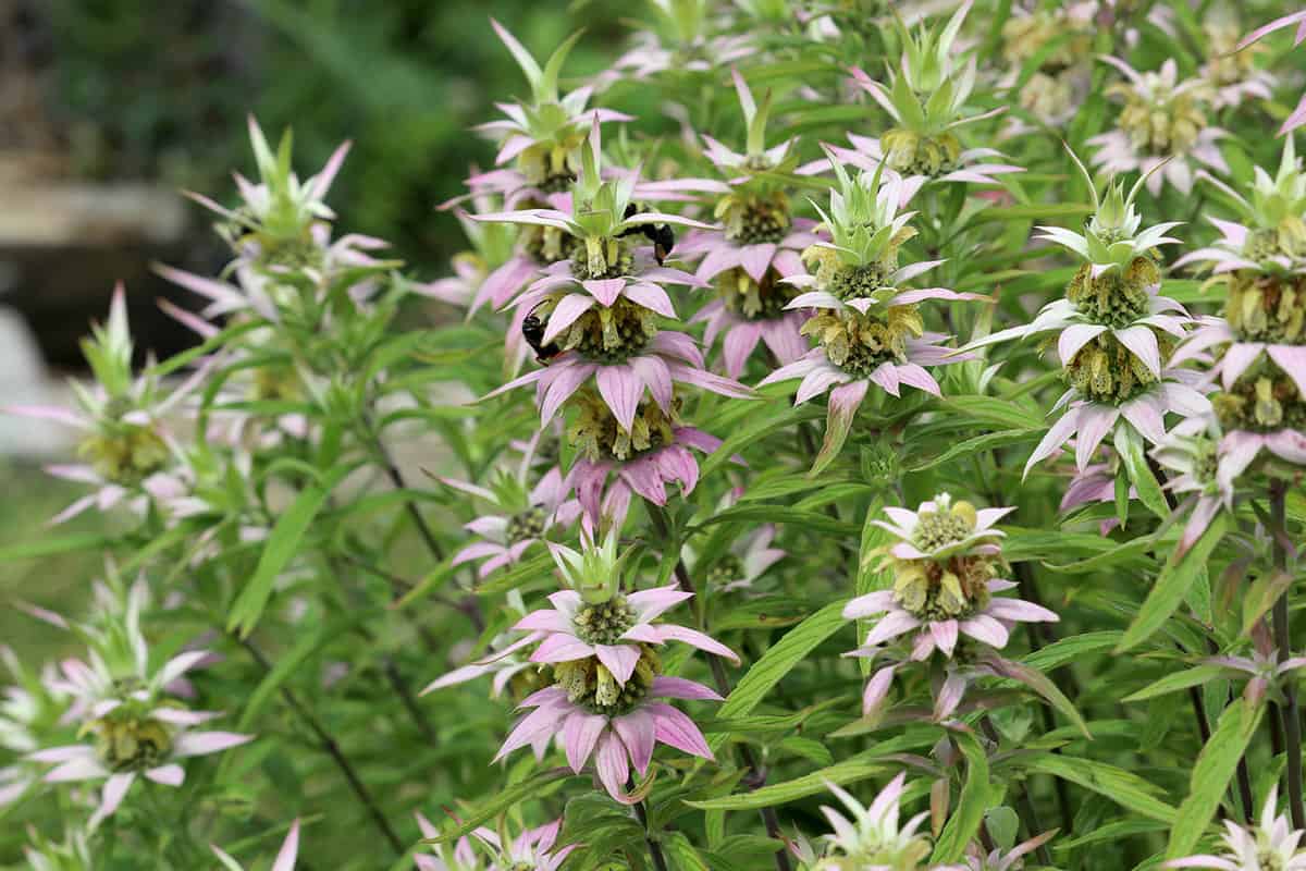 Spotted Beebalm in summer bloom